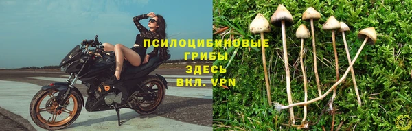 PSILOCYBIN Верея